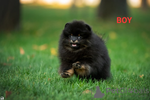 Photo №2 to announcement № 67383 for the sale of pomeranian - buy in Ukraine private announcement, breeder