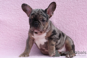 Photo №1. french bulldog - for sale in the city of Kiev | 2000$ | Announcement № 10389