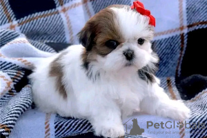 Photo №1. shih tzu - for sale in the city of Онфлёр | 528$ | Announcement № 31690