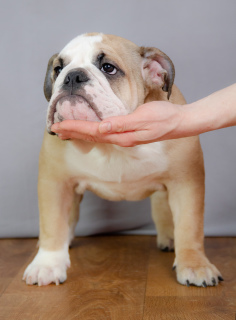 Photo №4. I will sell english bulldog in the city of Rostov-on-Don. from nursery, breeder - price - negotiated