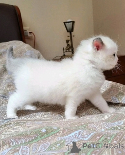 Photo №1. exotic shorthair - for sale in the city of Berlin | negotiated | Announcement № 136453