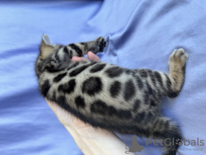 Additional photos: Bengal breeding kitten (male) show class