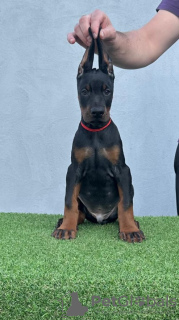 Additional photos: Doberman puppies