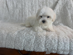 Photo №1. maltese dog - for sale in the city of Ijsselmuiden | negotiated | Announcement № 177769