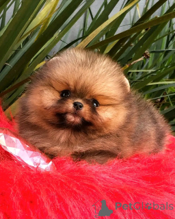 Photo №1. pomeranian - for sale in the city of Berlin | 471$ | Announcement № 137807