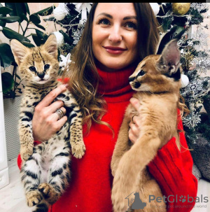 Additional photos: beautiful caracal, serval and savannah kittens available