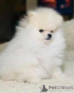 Additional photos: Pomeranian Spitz puppies.