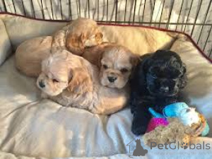 Photo №1. american cocker spaniel - for sale in the city of Paris | 723$ | Announcement № 160946