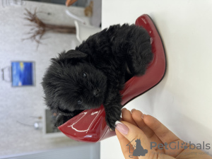 Photo №1. affenpinscher - for sale in the city of Dnipro | 2113$ | Announcement № 92653