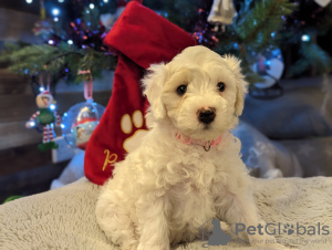 Photo №1. maltese dog - for sale in the city of Riverside | 410$ | Announcement № 83633