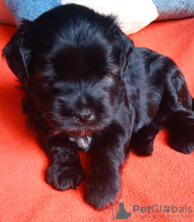 Photo №3. Tibetan Terrier puppies. Russian Federation