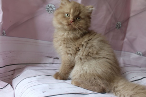 Photo №1. british longhair, british shorthair - for sale in the city of St. Petersburg | Negotiated | Announcement № 3037