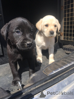 Photo №3. Labrador Retriever puppies. Belgium
