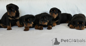 Photo №1. rottweiler - for sale in the city of Olden | 465$ | Announcement № 170168