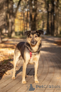 Photo №2 to announcement № 115017 for the sale of non-pedigree dogs - buy in Russian Federation from the shelter