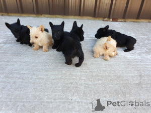 Photo №4. I will sell scottish terrier in the city of Valga. private announcement, breeder - price - 516$