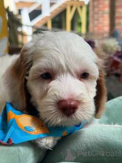 Photo №1. labradoodle - for sale in the city of Bertrand | negotiated | Announcement № 156279