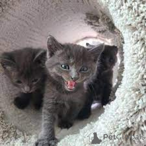 Photo №3. Russische Blauwe kittens te koop. Netherlands