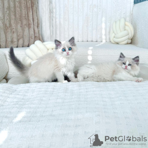 Photo №2 to announcement № 130458 for the sale of persian cat - buy in Germany private announcement
