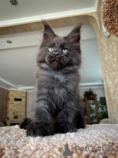 Photo №3. Adorable Maine coon kittens available now. Germany