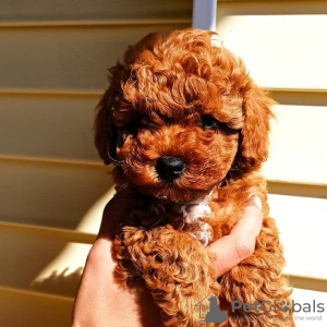 Photo №1. poodle (dwarf) - for sale in the city of Kiev | 3430$ | Announcement № 11363