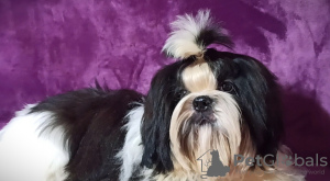 Photo №2 to announcement № 17830 for the sale of shih tzu - buy in Ukraine breeder