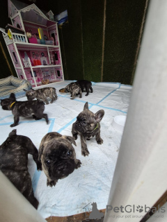 Photo №1. french bulldog - for sale in the city of Cologne | negotiated | Announcement № 127629