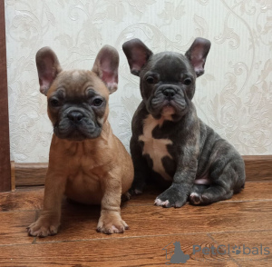 Photo №1. french bulldog - for sale in the city of Essen | Is free | Announcement № 42258