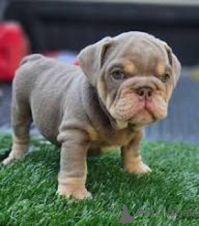 Photo №3. English Bulldog puppies for sale. Netherlands