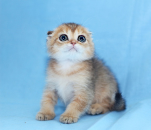 Photo №2 to announcement № 6962 for the sale of scottish fold - buy in Russian Federation from nursery