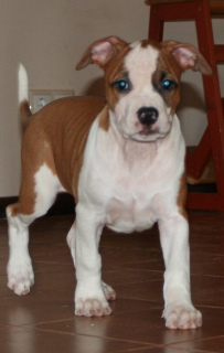 Photo №1. american staffordshire terrier - for sale in the city of Gatchina | 706$ | Announcement № 4276