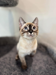 Photo №1. bengal cat - for sale in the city of Hamburg | 706$ | Announcement № 152538