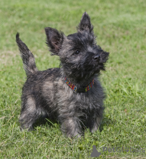 Photo №1. cairn terrier - for sale in the city of Stockholm | negotiated | Announcement № 113211