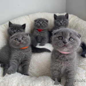 Photo №2 to announcement № 172993 for the sale of scottish fold - buy in United Kingdom 