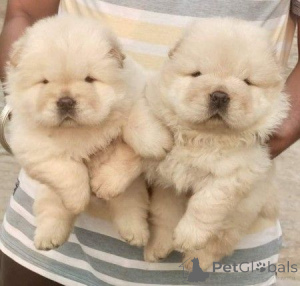 Photo №1. chow chow - for sale in the city of City of London | negotiated | Announcement № 171123