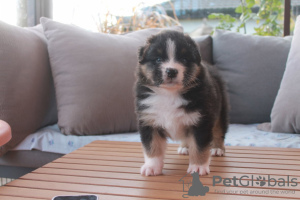 Photo №1. australian shepherd - for sale in the city of Tampere | 264$ | Announcement № 93042