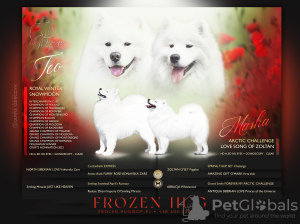 Photo №3. Samoyed FCI. Poland