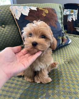 Photo №2 to announcement № 162857 for the sale of maltese dog - buy in Germany private announcement