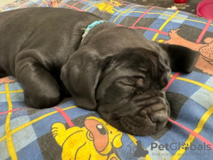 Photo №1. cane corso - for sale in the city of New York | 700$ | Announcement № 103348