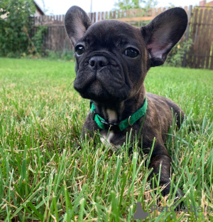 Photo №2 to announcement № 23874 for the sale of french bulldog - buy in Sweden breeder