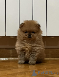 Photo №4. I will sell pomeranian in the city of Bečej. breeder - price - negotiated