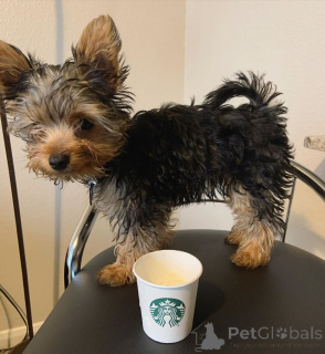 Photo №2 to announcement № 163969 for the sale of yorkshire terrier - buy in Finland private announcement, from the shelter