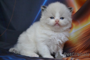 Photo №1. ragdoll - for sale in the city of Bremen | Is free | Announcement № 107824