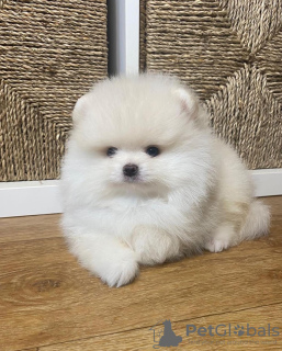Photo №1. pomeranian - for sale in the city of Dubai | negotiated | Announcement № 35894