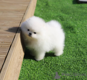 Photo №1. pomeranian - for sale in the city of Senec | 208$ | Announcement № 23873