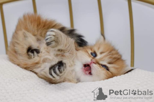 Additional photos: Very beautiful purebred golden ticked British Longhair girl 