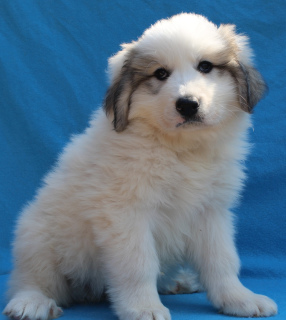 Photo №2 to announcement № 1989 for the sale of great pyrenees - buy in Russian Federation from nursery