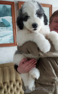 Photo №3. I offer purebred puppies of the South Russian Shepherd. Latvia