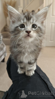 Photo №3. Die letzten beiden reinrassigen Maine Coon Jungen. Germany