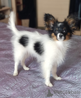 Photo №1. papillon dog - for sale in the city of Торонто | 792$ | Announcement № 103231